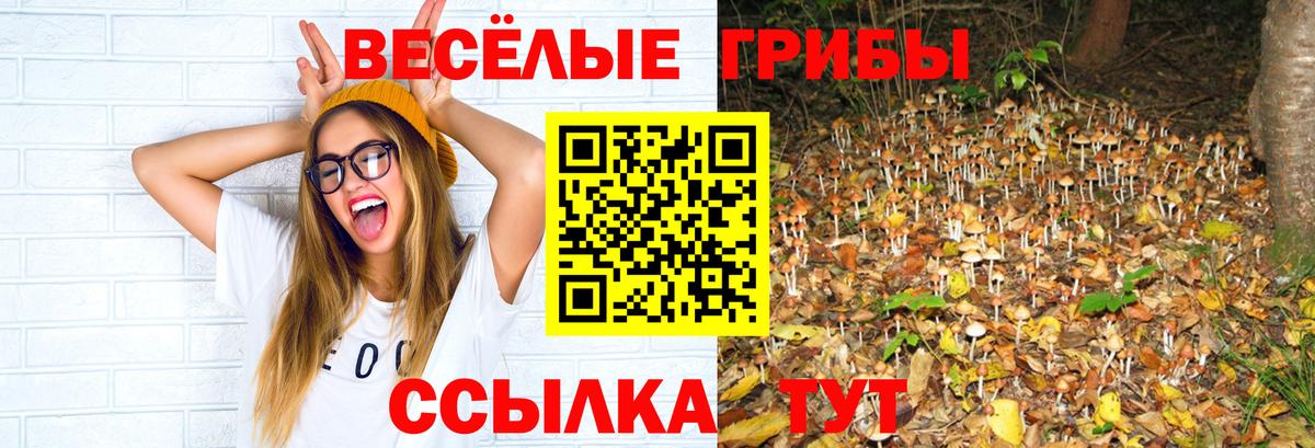 Галлюциногенные грибы Psilocybe Камышлов